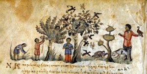 Jakt med falkar för att fånga fåglar - i "" De Venatione"" av Oppianus, grekiskt manuskript från 1200-talet. Biblioteca Marciana. Venedig av Greek School