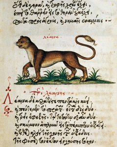 Avhandling om lejon, test och miniatyr från Aelianus (2:a-3:e århundradet e.Kr.) av Greek School