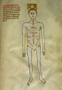 Anatomi och kirurgiska styrelser: lokalisering av manliga organ. I ""Liber notables Philippi den sjunde kungen av frankerna, extraherad från Galiens böcker""" av Gui de Pavia omkring 1345. Chantilly, Musee Conde