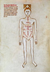 Kirurgi: representation av människokroppen. Miniatyr i ""Liber notables Philippi den sjunde kungen av frankerna, extraherad från Galiens böcker"" skriven av Gui (kille) av Pavia