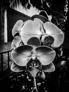 Flower nº 10, 2025 (foto) av Guilherme Pontes