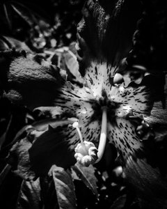 Blomma nr 23, 2025 (foto) av Guilherme Pontes
