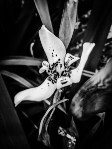 Blomma nr 35, 2025 (foto) av Guilherme Pontes