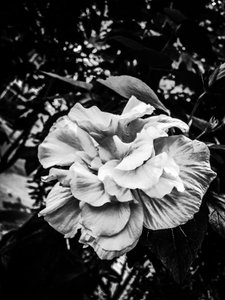 Blomma nr 39, 2025 (foto)