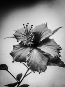 Blomma nr 42 (foto) av Guilherme Pontes