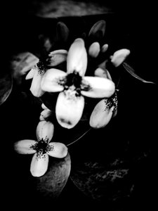 Blomma nr 51 (foto) av Guilherme Pontes