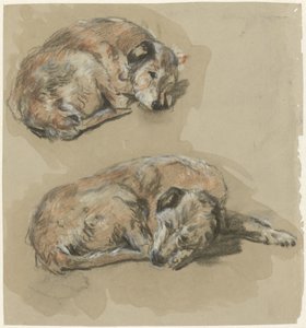 Två studier av en liggande hund