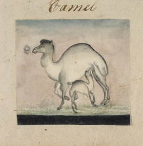 Mamma kamel och hennes kalv (wc & penna & bläck på papper) av Gungaram Tambat