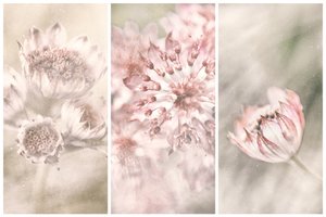 Drömlika botaniska rougeer av Gustav Davidsson