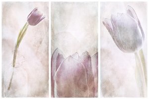 Lavendel Tulpan Dröm av Gustav Davidsson