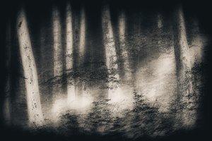 Dröm i den dimmiga skogen