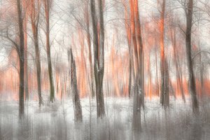 Orange skogsglöd