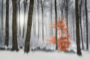 Apelsinträdets vinterskog