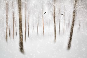 Den fridfulla vinterskogen