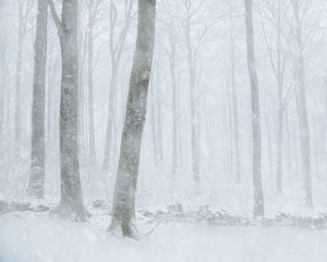 Vintersnö i skogen