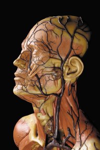 Detalj av en manlig anatomisk ekorchemodell som visar muskler, artärer och vener, cirkulationen och nervsystemet av Gustav Zeiller