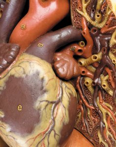 Detalj av en manlig anatomisk ekorchemodell som visar muskler, artärer och vener, cirkulationen och nervsystemet av Gustav Zeiller