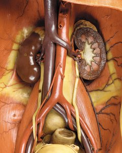 Detalj av en manlig anatomisk ekorchemodell, som visar muskler, artärer och vener, cirkulationen och nervsystemet (vax) (se även 469822 till 469827) av Gustav Zeiller
