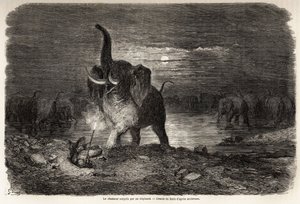 Jägaren överraskad av en elefant, nära sjön Ngami (Botswana), teckning av Gustave dore (1832-1883), för att illustrera Charles Jean Andersons äventyr och jakter i södra Afrika. Gravyr i "" Le tour du monde, nouveau journal des voyages"" Paris av Gustave Dore