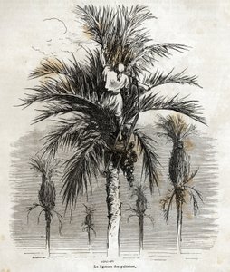 Ligeringen av palmerna i Elche, i syfte att bevara vitheten, för att fläta dem, teckning av Gustave Dore (1832-1883), för att illustrera hans resa till Spanien, 1862, med Ch. Davillier. Gravyr i "" Le tour du monde", redigerad av E av Gustave Dore