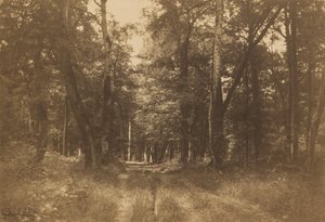 Bas-Bréau, Forest of Fontainebleau, 1849-1852. av Gustave Le Gray