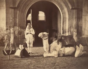Kamel liggande, ca 1866 (fotogravyr)