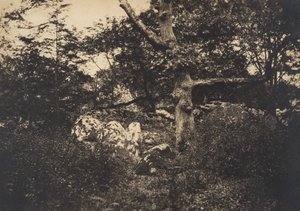 Ek i klipporna vid Fontainebleau, 1849-52. av Gustave Le Gray