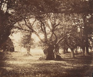Hollow Oak Tree, Fontainebleau, 1855-57. av Gustave Le Gray