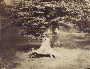 The Beech Tree, ca 1855-7 (s/v foto) av Gustave Le Gray