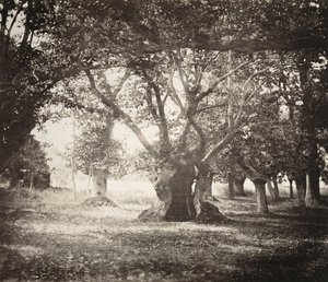 Träd, Fontainebleauskogen av Gustave Le Gray