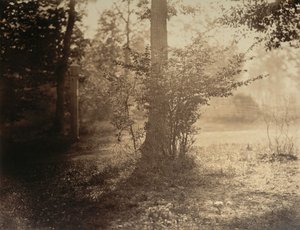 Trädstudie, Forest of Fontainebleau, ca. 1856. av Gustave Le Gray
