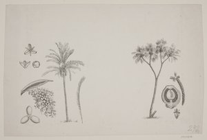 Botaniskt blad från Schouws skrifter av H. C. Henneberg