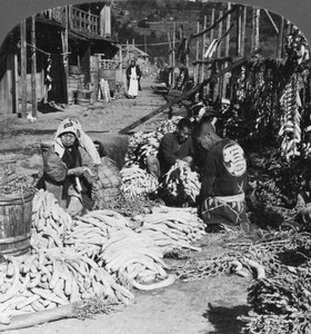 Sortering och packning av daikon japanska rädisor vid vattnet, Atami, Japan, 1906
