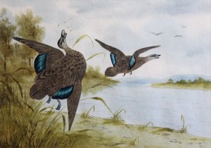 Stilla svarta ankor av H. H. Calvert
