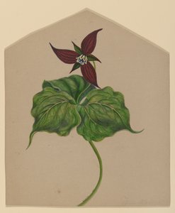 Vinröd blomma av H. Lynde