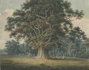 Needwood - Swipcar Oak: akvarellmålning och [tidigt 1800-tal] av H Moore