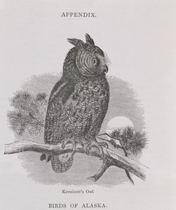 Kennicotts Owl, från Alaska och dess resurser, av William H. Dall, graverad av H. H. Nicholls, pub. 1870