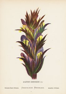 Vilda blommor i det heliga landet: Acanthus Dioscoridis; Orientalisk björnbräken (gravyr i färg) av Hannah Zeller
