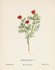 Vilda blommor i det heliga landet: Adonis Aestivalis; Fasanöga (kolorerad gravyr)