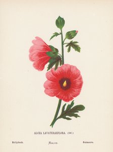Vilda blommor i det heliga landet: Alcea Lavateraeflora; Stockros (gravyr i färg) av Hannah Zeller