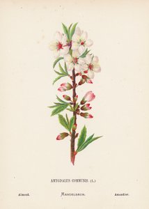 Vilda blommor i det heliga landet: Amygdalus Communis; Mandel (kolorerad gravyr) av Hannah Zeller