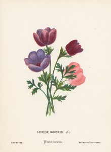 Vilda blommor i det heliga landet: Anemone Coronaria; Anemoner (gravyr i färg)