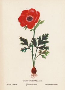 Vilda blommor i det heliga landet: Anemone Coronaria; scharlakansröd anemone (gravyr i färg)