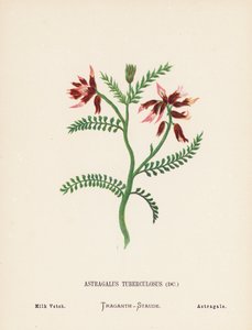 Vilda blommor i det heliga landet: Astragalus Tuberculosus; mjölkvicker (kolorerad gravyr)