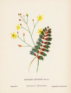 Vilda blommor i det heliga landet: Bongardia Rauwolfii, Meyer; Bongardia (kolorerad gravyr)