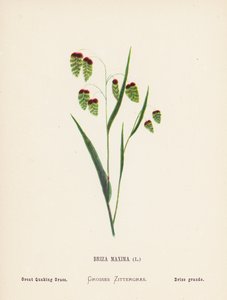 Vilda blommor i det heliga landet: Briza Maxima; stort kvickrot (gravyr i färg) av Hannah Zeller
