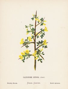 Vilda blommor i det heliga landet: Calycotome Spinosa, Link; Prickig kvast (kolorerad gravyr) av Hannah Zeller