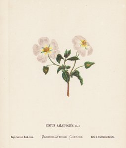 Vilda blommor i det heliga landet: Cistus Salvifolius; salviabladig rosenrot (gravyr i färg) av Hannah Zeller