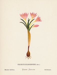 Vilda blommor i det heliga landet: Colchicum Bulbocodioides, Stev; Ängssaffran (gravyr i färg) av Hannah Zeller