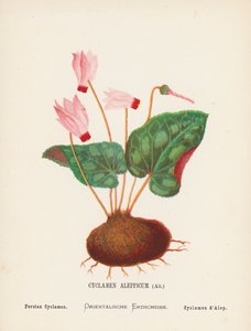 Vilda blommor i det heliga landet: Cyclamen Aleppicum, Ait; Persisk cyklamen (gravyr i färg) av Hannah Zeller
